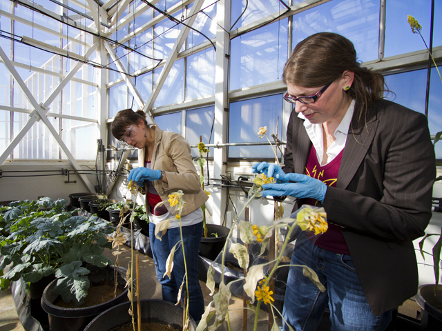 Forging path for plant-based sustainable source of rubber and fuel