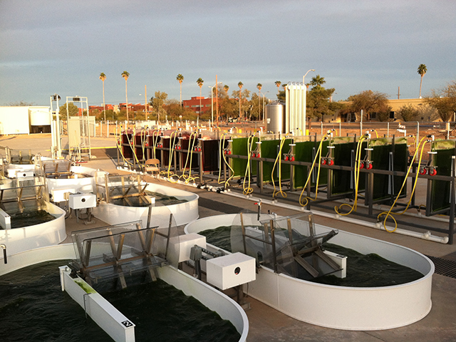 An ASU research team working to boost the growth of microalgae for use in fuels and other bio-based products will test techniques and technologies in algae cultivation ponds at the Arizona Center for Algae Technology and Innovation (AzCATI). Located at ASU’s Polytechnic campus, AzCATI is part of the School of Sustainable Engineering and the Built Environment. Photo courtesy of AzCATI/ASU