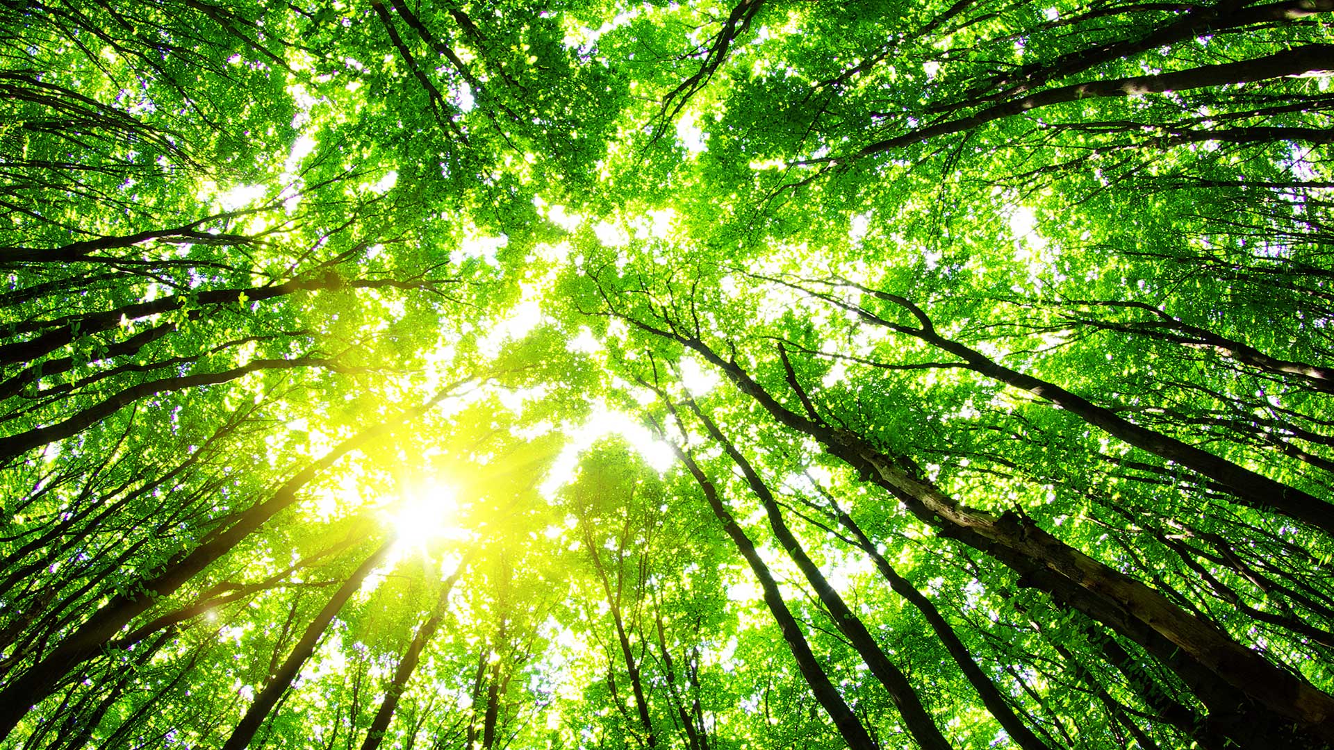 trees-shutterstock_95661016_1920x1080-72dpi a view looking up at trees