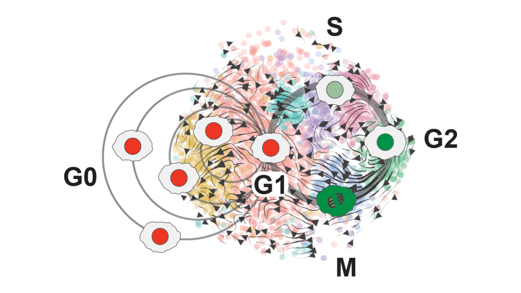 A detailed view of the cell cycle phases.