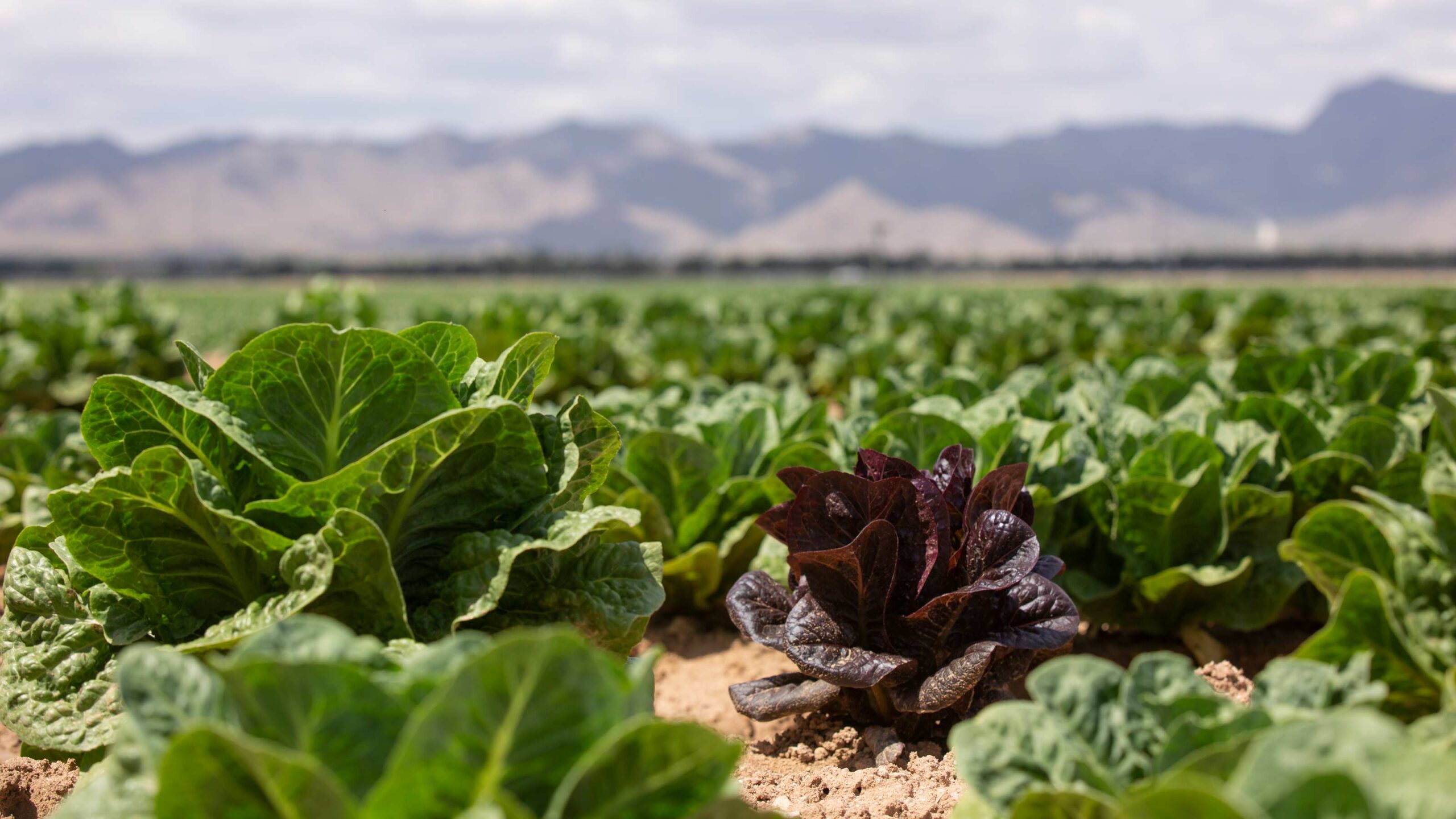 a field of lettuce growing in Arizona