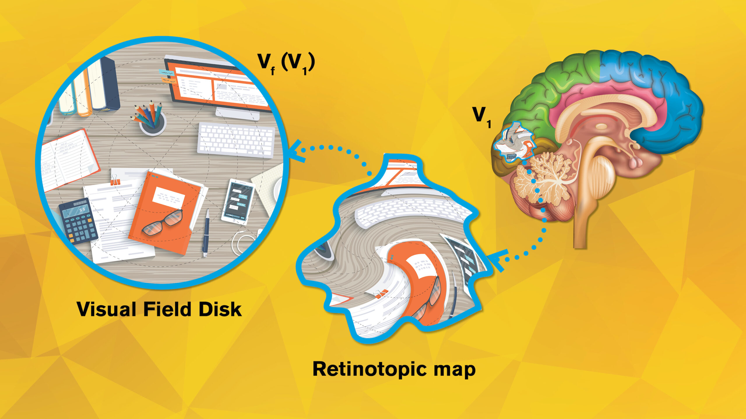 Retinotopicmapping-YalinWang(SCAI)-v2 illustrated graphic showing a "map" of an eye