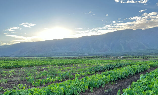 ASU researcher combats food insecurity with AI