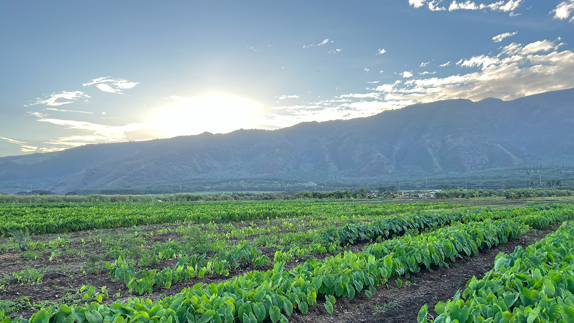 A field of Taro in Hawaii