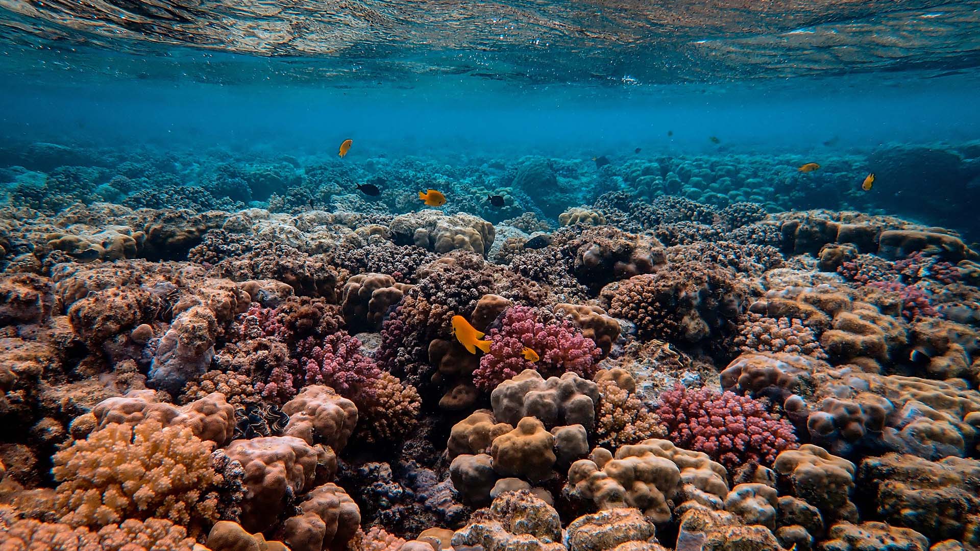 Underwater in a clear blue ocean with fish swimming in a coral reef.